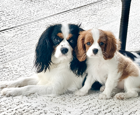 Entry image for Cleo & Zoey. Clicking this image will show a larger photo