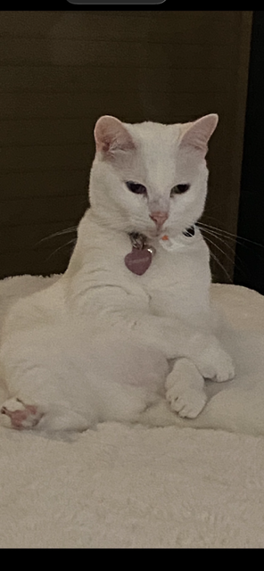 Entry image for Casper. Clicking this image will show a larger photo