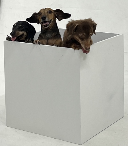 Entry image for Mickey, Freddy and Bailey. Clicking this image will show a larger photo