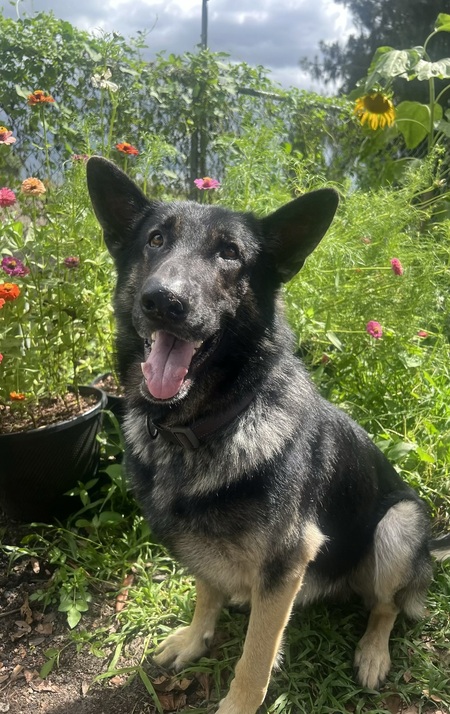 Entry image for Milo. Clicking this image will show a larger photo