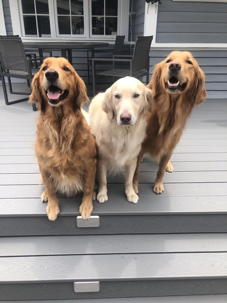 Entry image for Remi, Dakota2 & Roxy. Clicking this image will show a larger photo