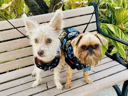 Entry image for Ziggy & Grumpy. Clicking this image will show a larger photo
