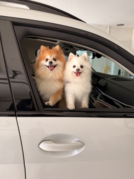 Entry image for Iris and Lily. Clicking this image will show a larger photo