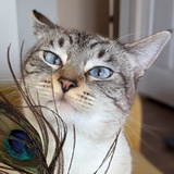 Entry image for Chancellor