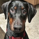Entry image for Toby