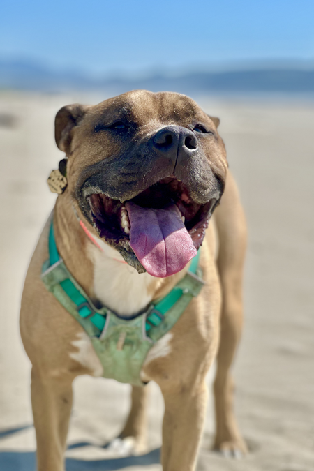 Entry image for CHUNK. Clicking this image will show a larger photo