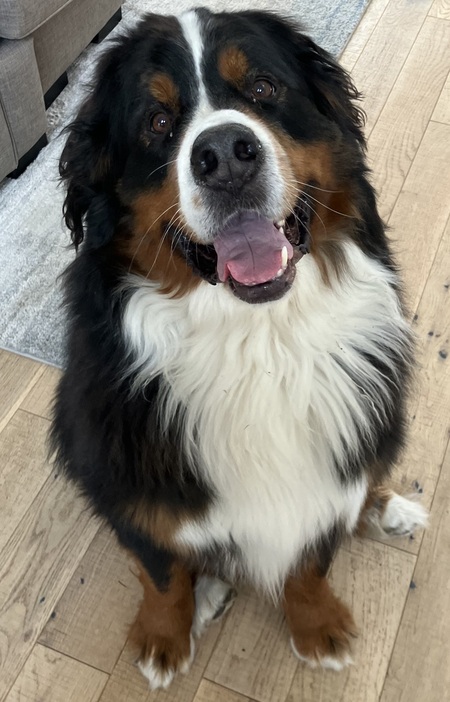 Entry image for Duke. Clicking this image will show a larger photo
