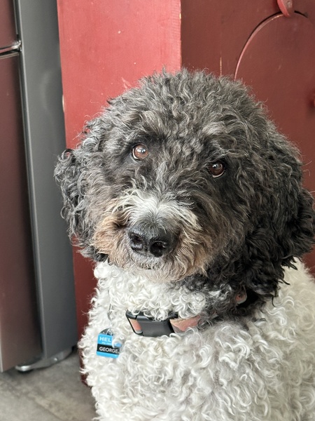 Entry image for George. Clicking this image will show a larger photo