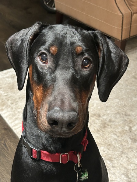 Entry image for Toby. Clicking this image will show a larger photo