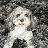 Entry image for Theo