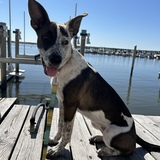 Entry image for Roo