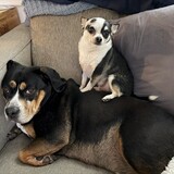 Entry image for Axel & Pico