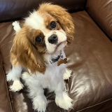 Entry image for Teddy