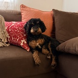 Entry image for Bella