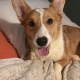 Entry image for Buddy