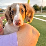 Entry image for Woody