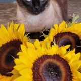Entry image for Blü