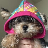 Entry image for Ellie