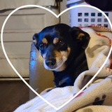 Entry image for Blackie