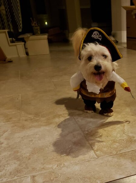 Entry image for Roscoe. Clicking this image will show a larger photo