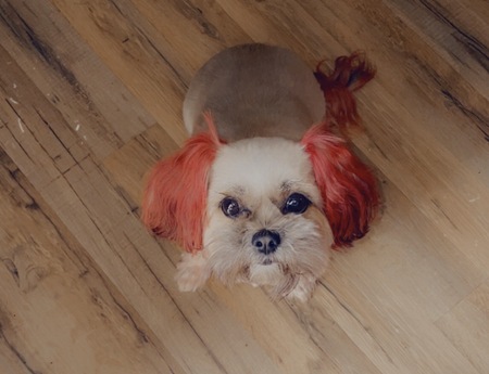 Entry image for KooKo. Clicking this image will show a larger photo