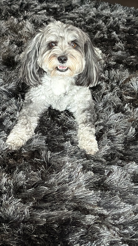 Entry image for Theo. Clicking this image will show a larger photo