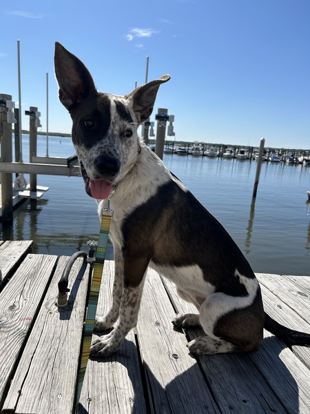 Entry image for Roo. Clicking this image will show a larger photo
