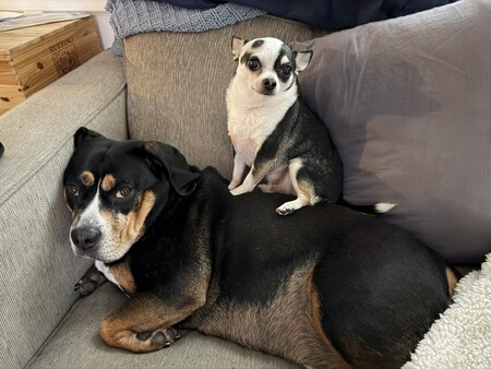 Entry image for Axel & Pico. Clicking this image will show a larger photo