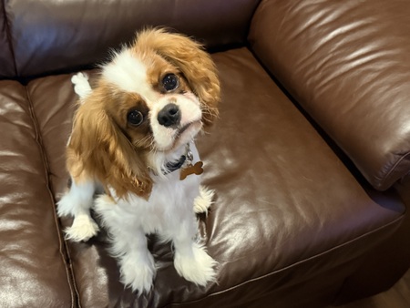 Entry image for Teddy. Clicking this image will show a larger photo