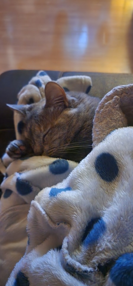 Entry image for Luna. Clicking this image will show a larger photo