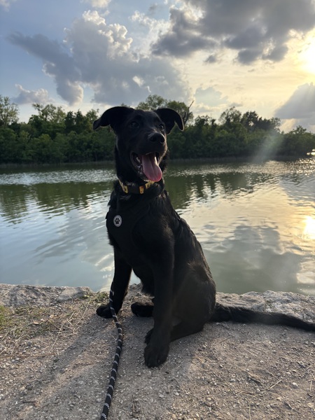 Entry image for Arlo. Clicking this image will show a larger photo