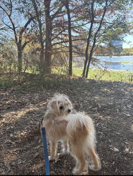 Entry image for Toby. Clicking this image will show a larger photo