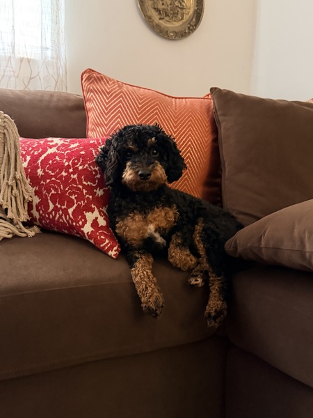 Entry image for Bella. Clicking this image will show a larger photo