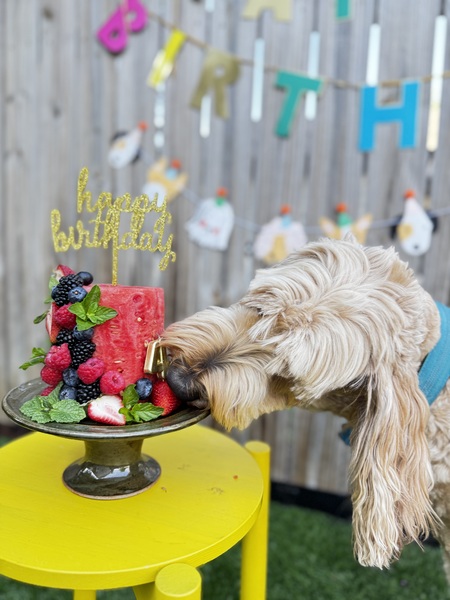 Entry image for Benny. Clicking this image will show a larger photo