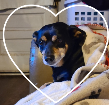 Entry image for Blackie. Clicking this image will show a larger photo