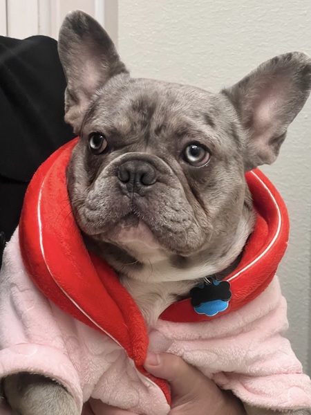 Entry image for Louie . Clicking this image will show a larger photo