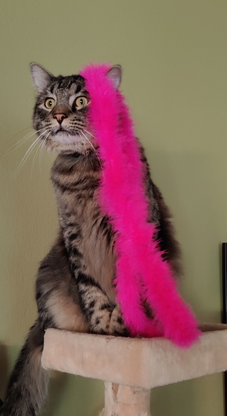 Entry image for Frankie. Clicking this image will show a larger photo