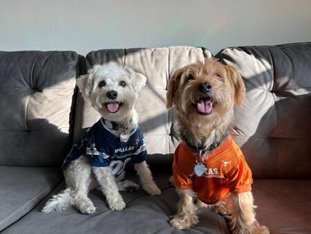 Entry image for Cooper and Chewie. Clicking this image will show a larger photo