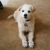 Entry image for OLIVER