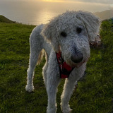Entry image for Sasha