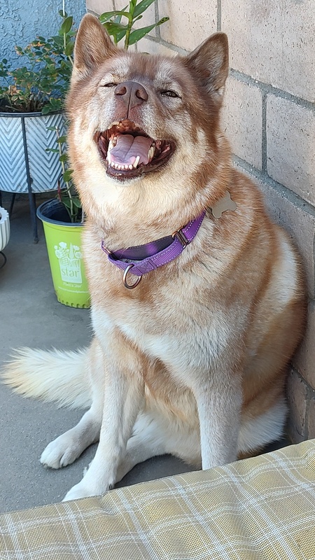 Entry image for Teddy. Clicking this image will show a larger photo