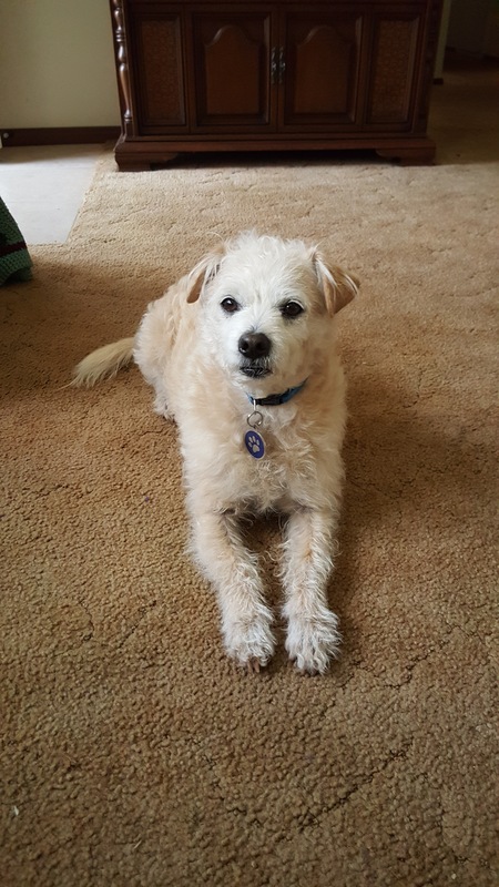 Entry image for OLIVER. Clicking this image will show a larger photo