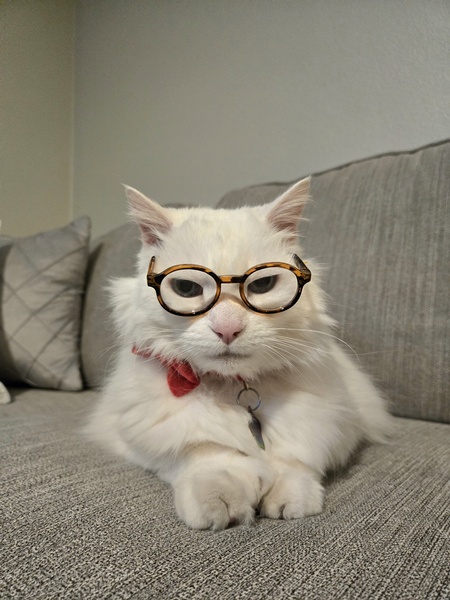 Entry image for Mr. Princess. Clicking this image will show a larger photo