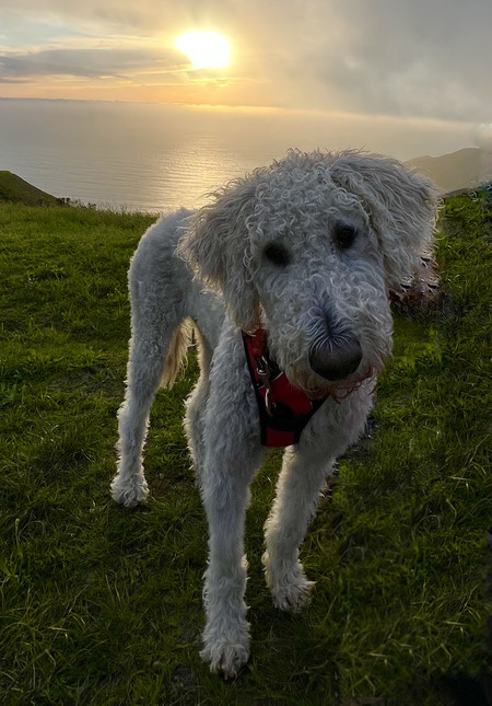Entry image for Sasha. Clicking this image will show a larger photo