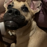 Entry image for Marmaduke 
