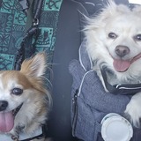 Entry image for Zephyr & Zsa Zsa 