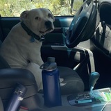 Entry image for Gus