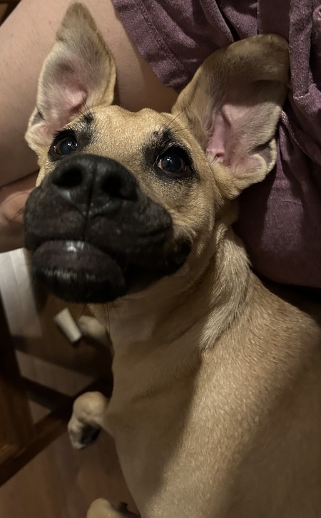 Entry image for Marmaduke . Clicking this image will show a larger photo