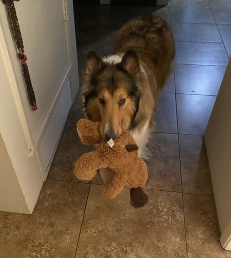 Entry image for Canela. Clicking this image will show a larger photo