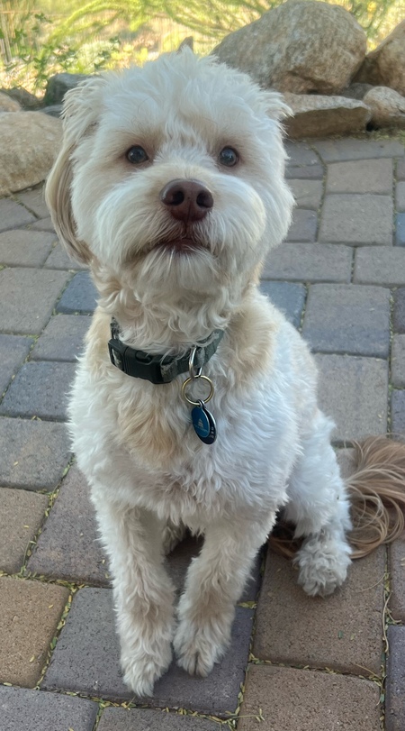 Entry image for Milo. Clicking this image will show a larger photo